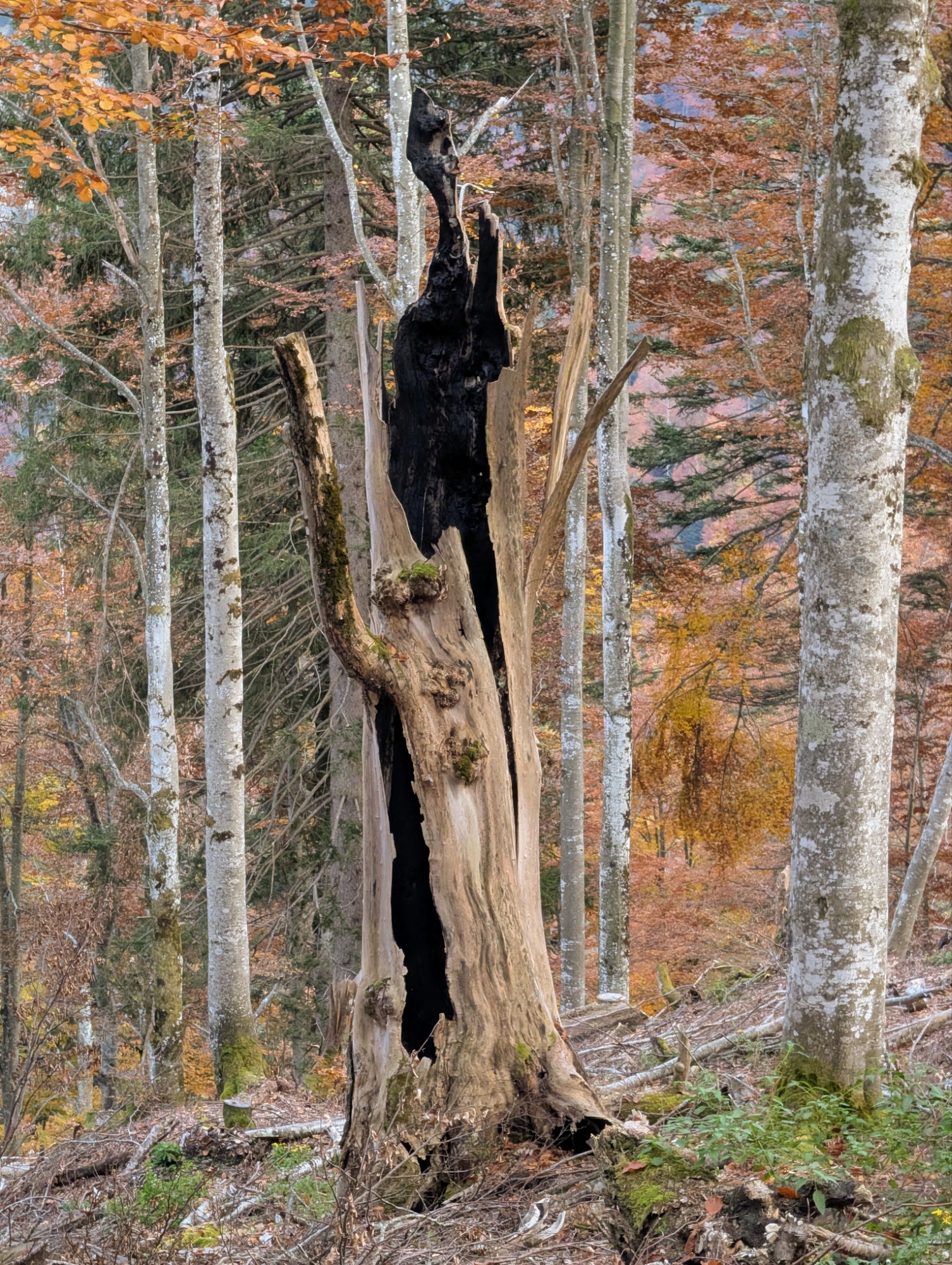 Unbenannter Beitrag 93