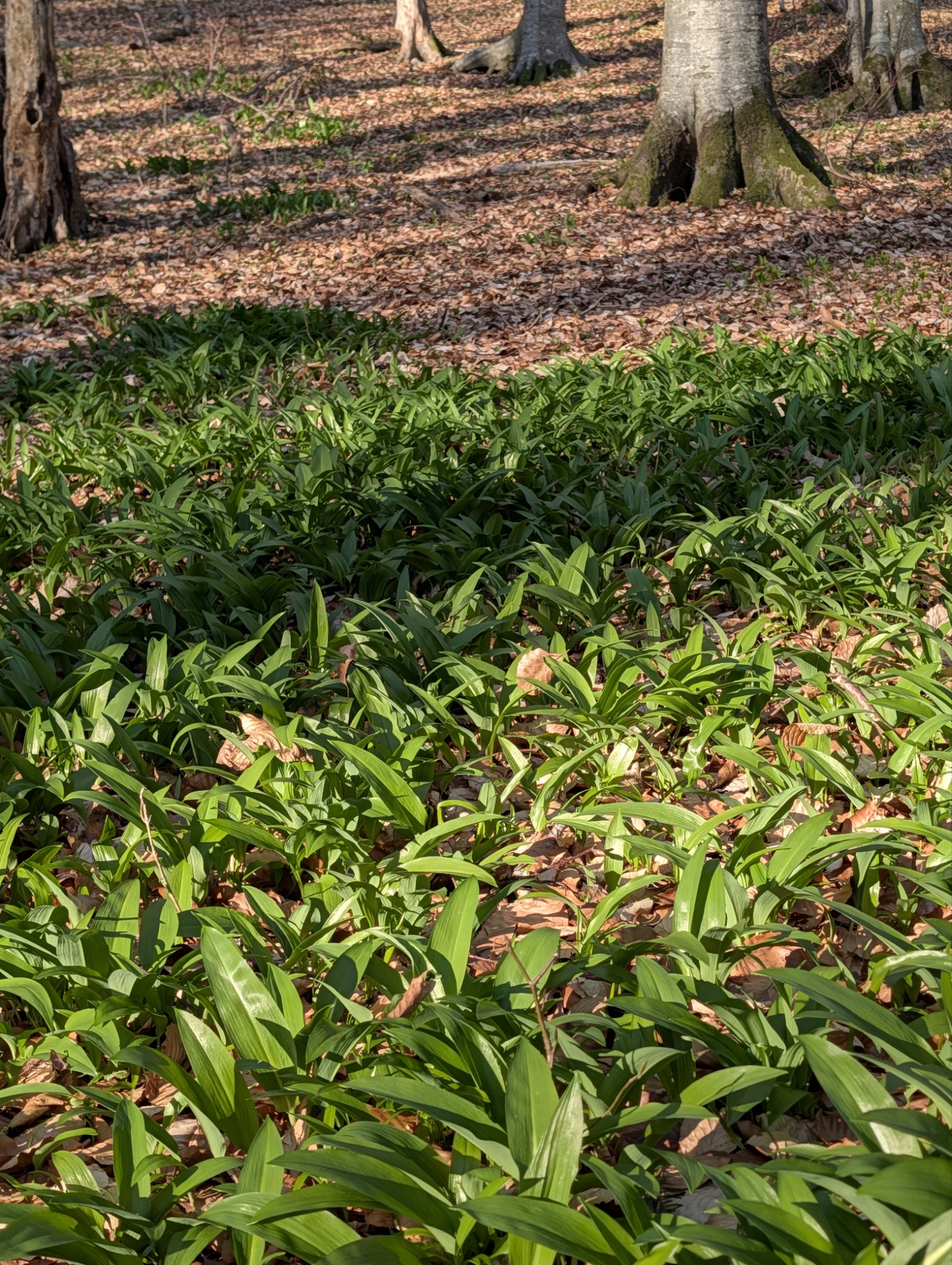 Unbenannter Beitrag 128